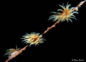 unstable equilibrium!.......(anemones on nylon fishing-li... by Marco Faimali 
